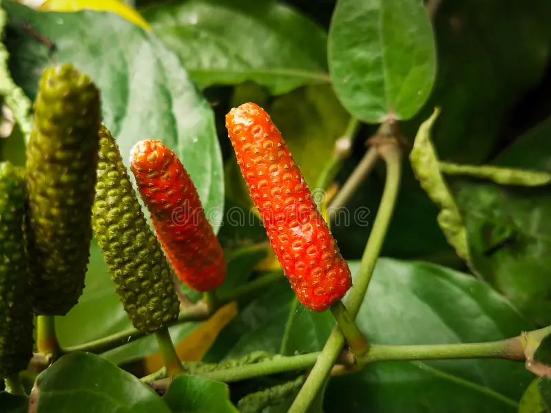 Photographie de Poivre long de Jawa