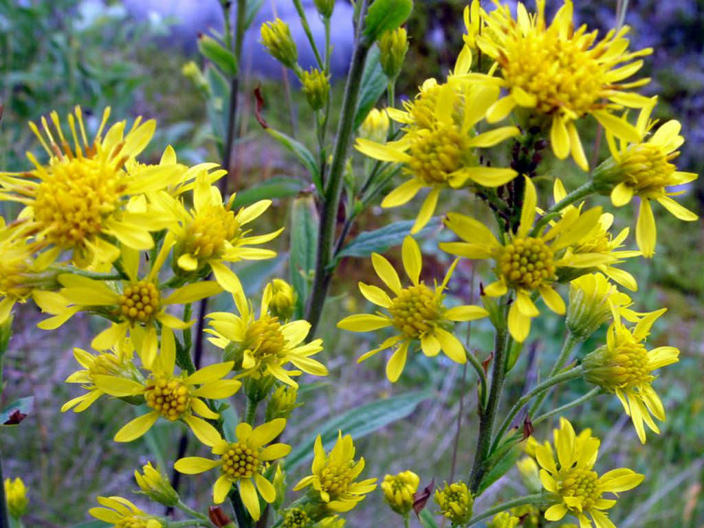 Photographie de Verge d'Or