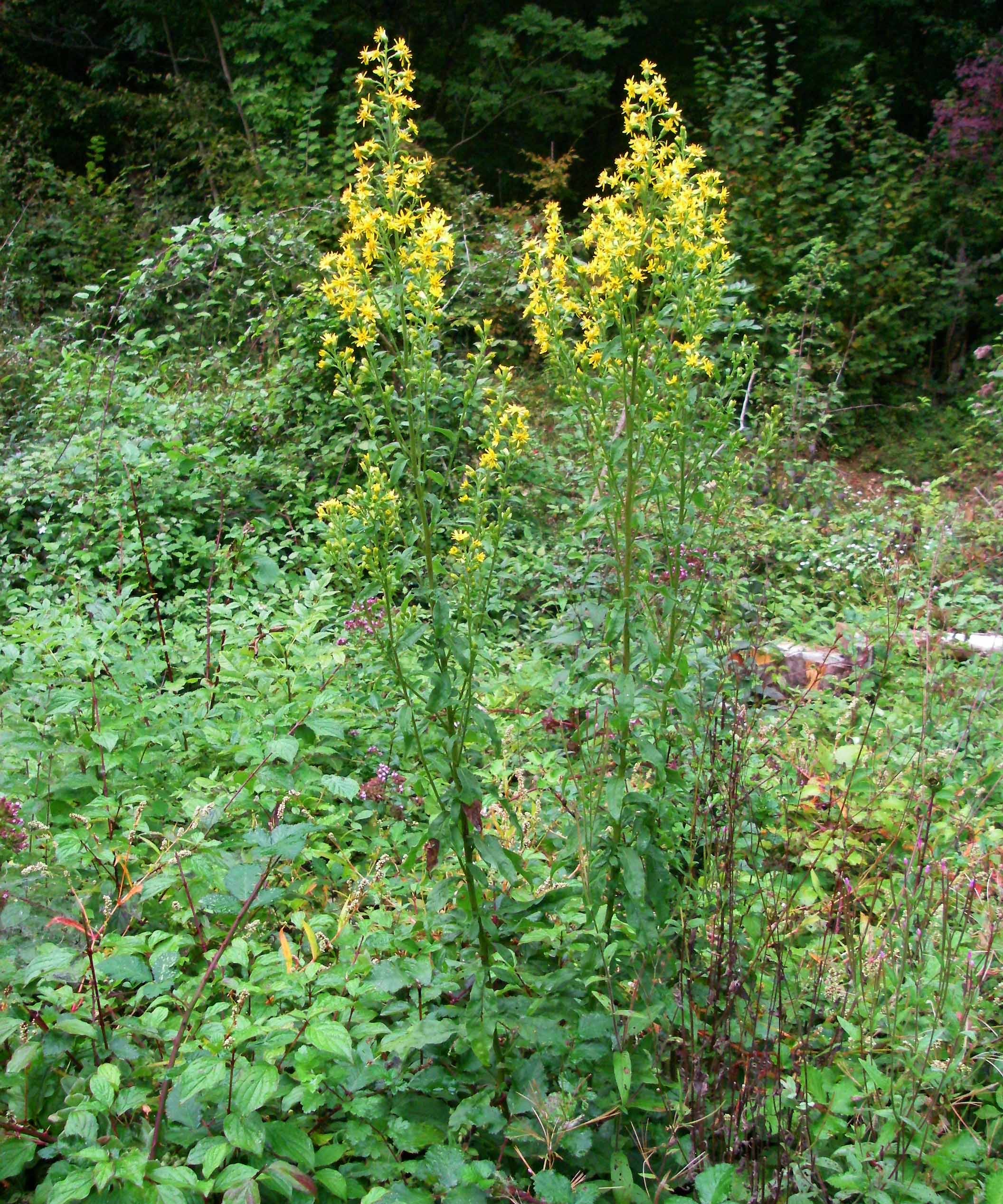 Photographie de Verge d'Or