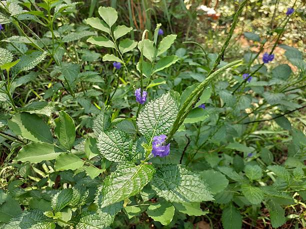 Photographie de Verveine Bleue
