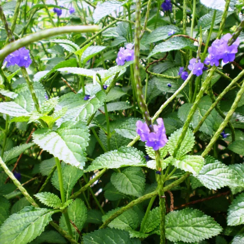 Photographie de Verveine Bleue