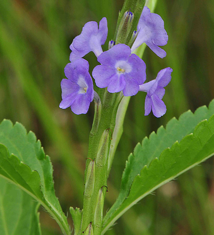 Photographie de Verveine Bleue
