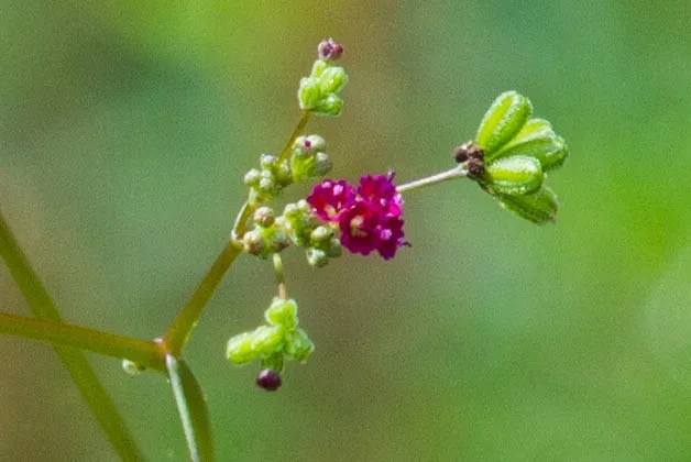 Photographie de Macatica Vert
