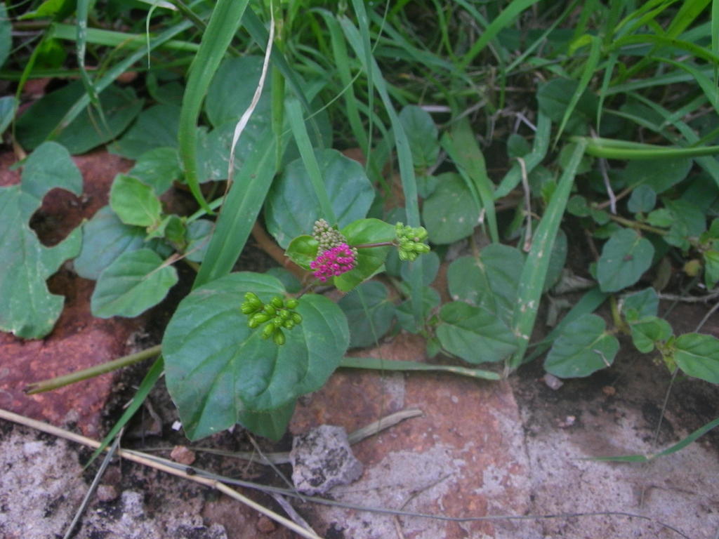 Photographie de Macatica Vert