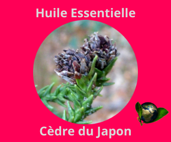 Cèdre du Japon HE