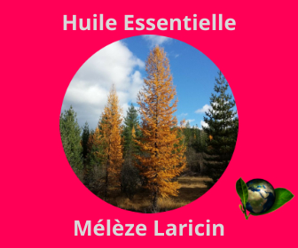 Mélèze Laricin HE