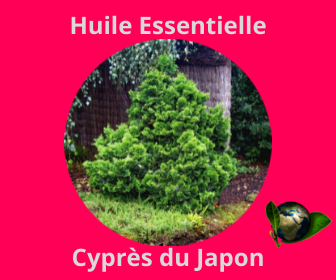 Cyprès du Japon HE