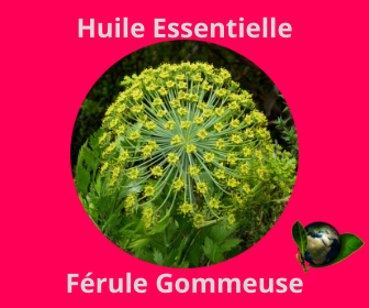 Férule Gommeuse HE