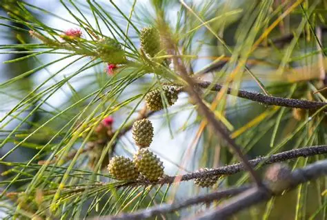 Photographie de Pin d' Australie