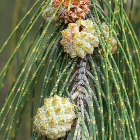 Photographie de Pin d' Australie