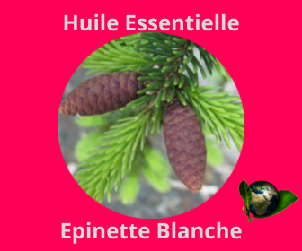 Epinette Blanche HE