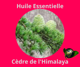 Cèdre de l'himalaya  HE