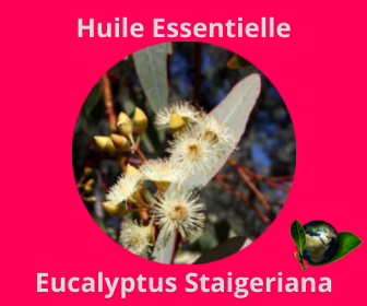 Eucalyptus Staigeriana HE