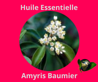 Arymis Baumir HE