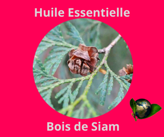 Bois de Siam HE