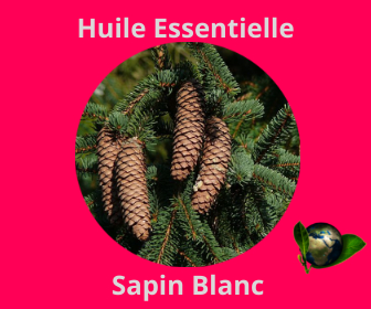 Sapin Blanc HE