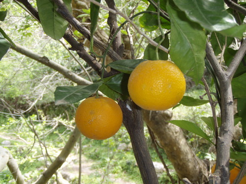 Photographie de Orange Amère