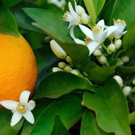 Photographie de Orange Amère