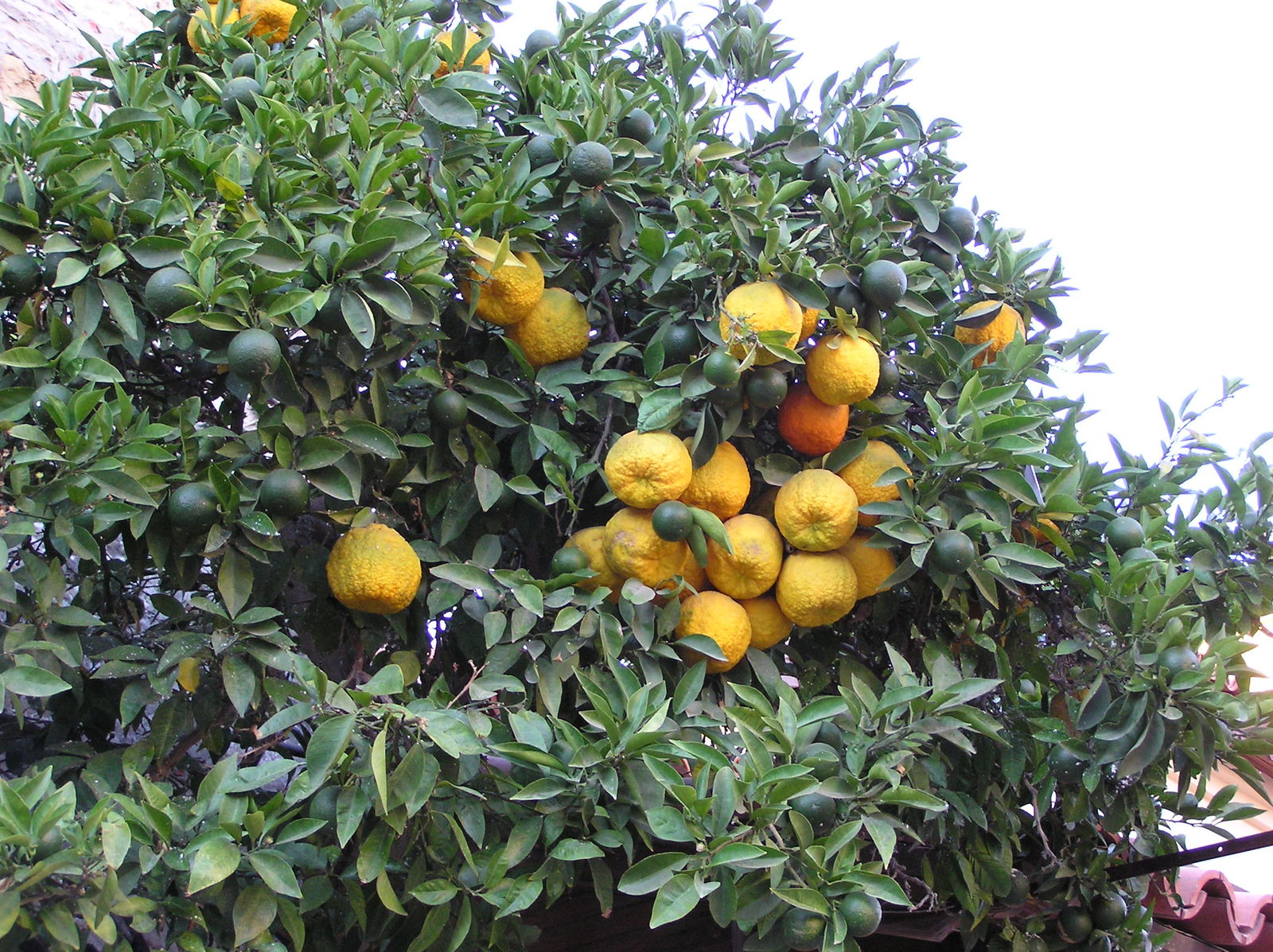 Photographie de Orange Amère