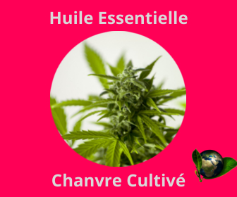 Chanvre Cultivé  HE