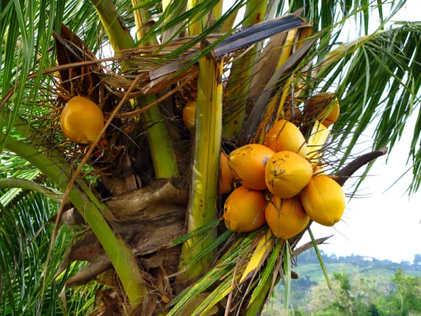 Photographie de Cocotier