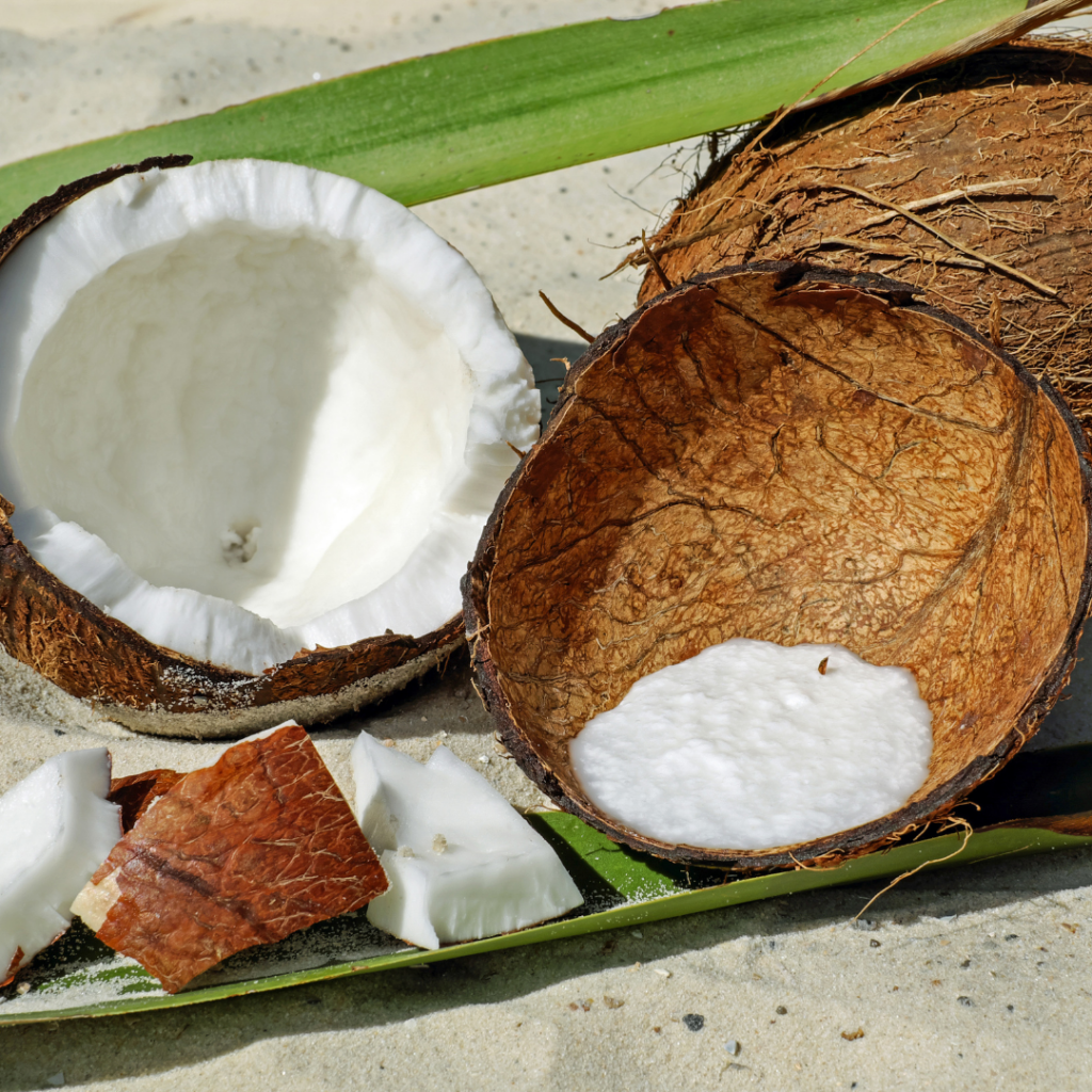 Photographie de Cocotier