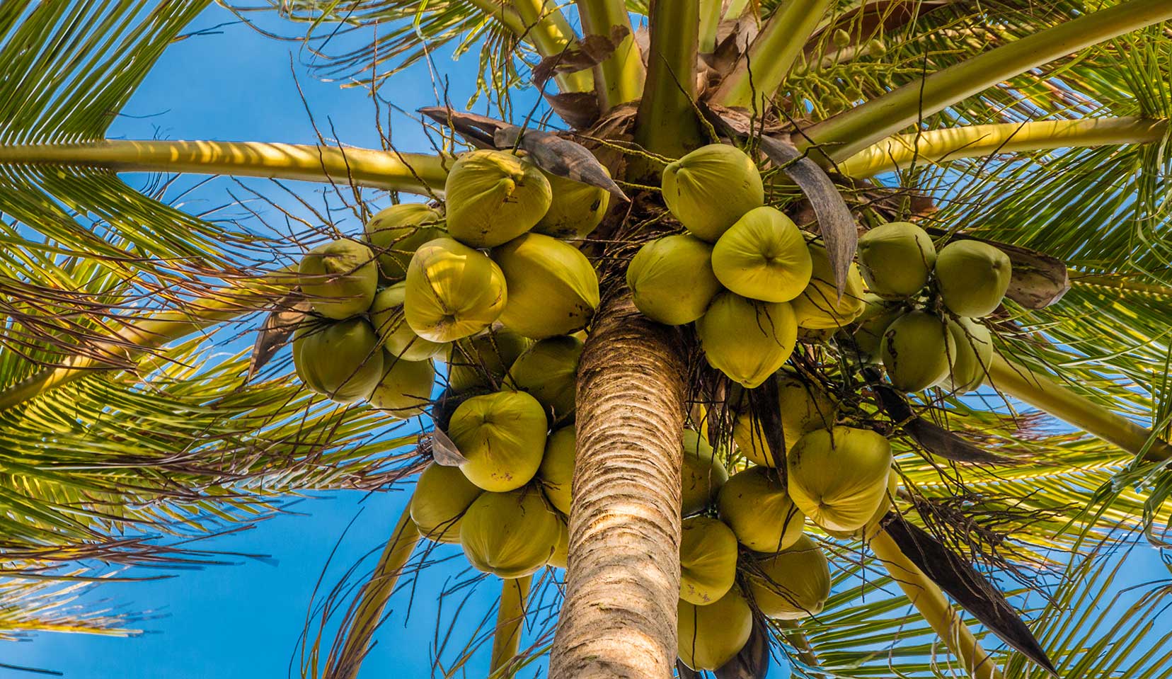 Photographie de Cocotier