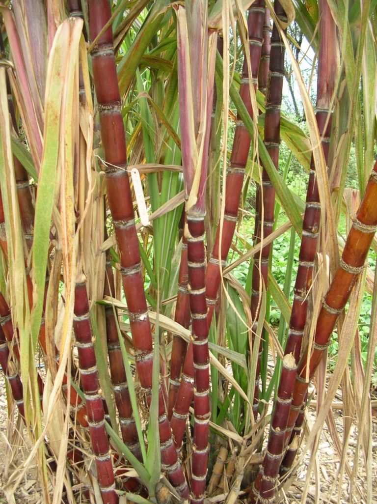 Photographie de Canne à Sucre