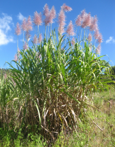 Photographie de Canne à Sucre