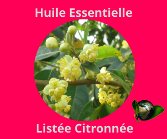 Listée Citronnée HE