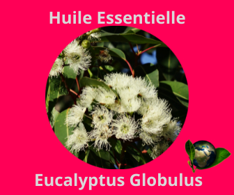 Eucalyptus Globulus HE