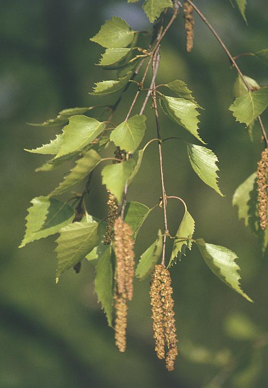 Photographie de Bouleau Verruqueux