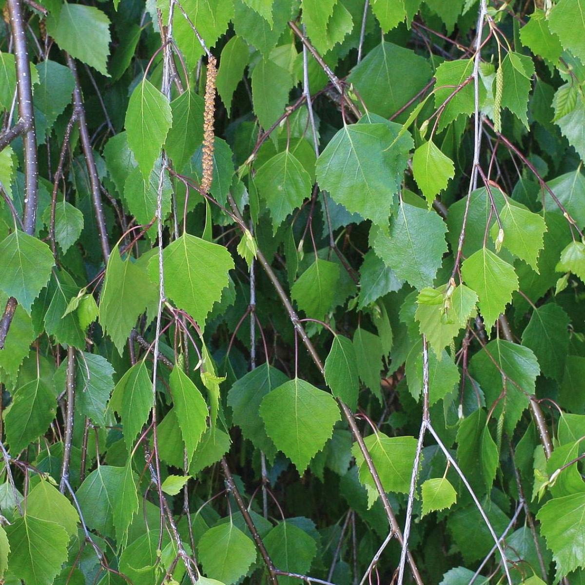 Photographie de Bouleau Verruqueux