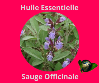 Sauge Officinale HE