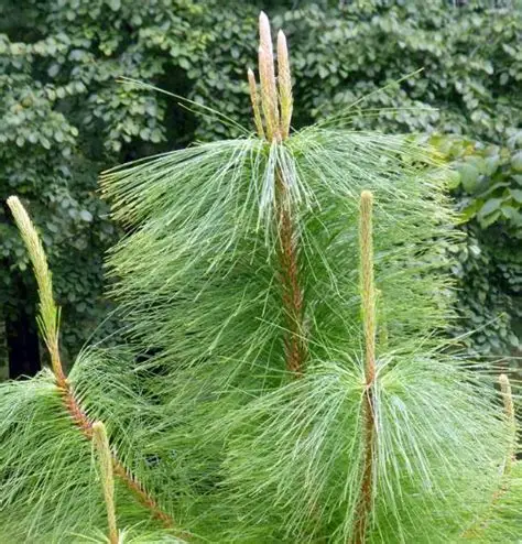 Photographie de Pin de Benguet