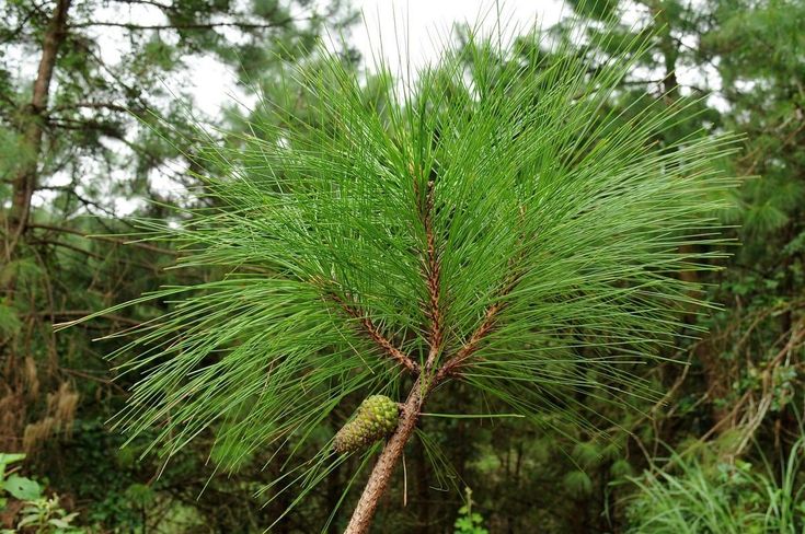 Photographie de Pin de Benguet