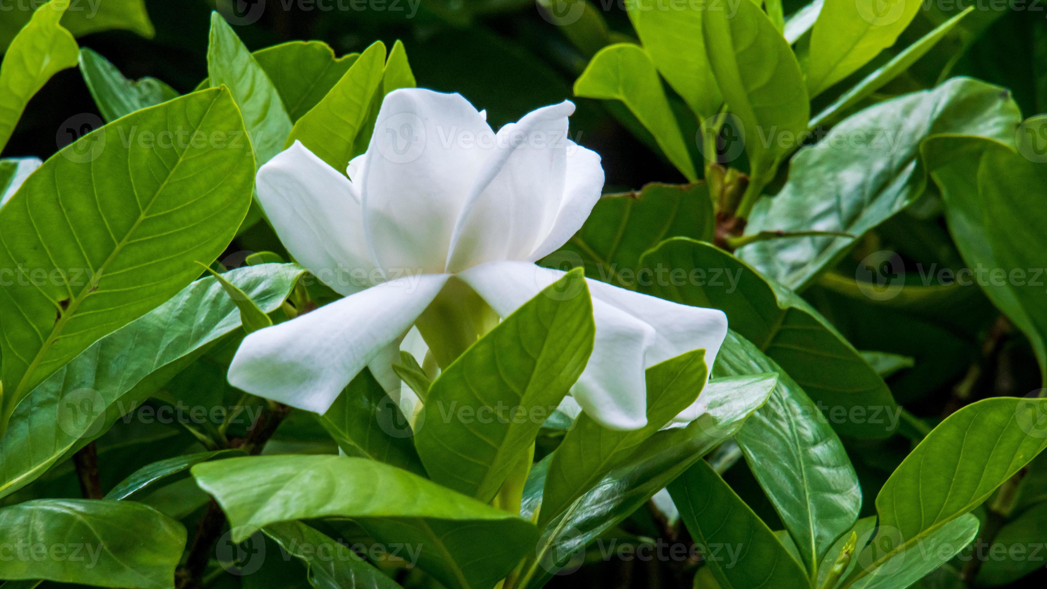 Photographie de Gardenia