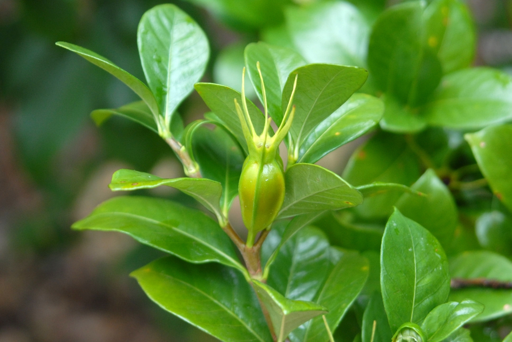 Photographie de Gardenia