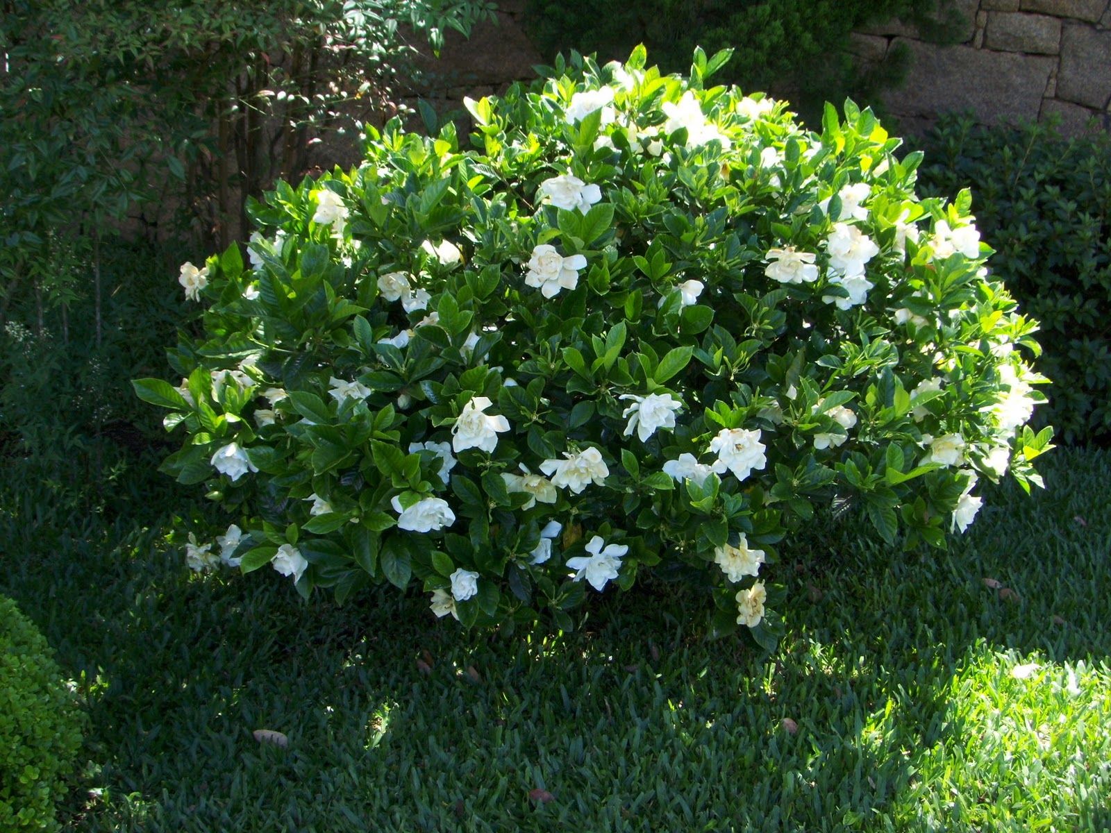 Photographie de Gardenia