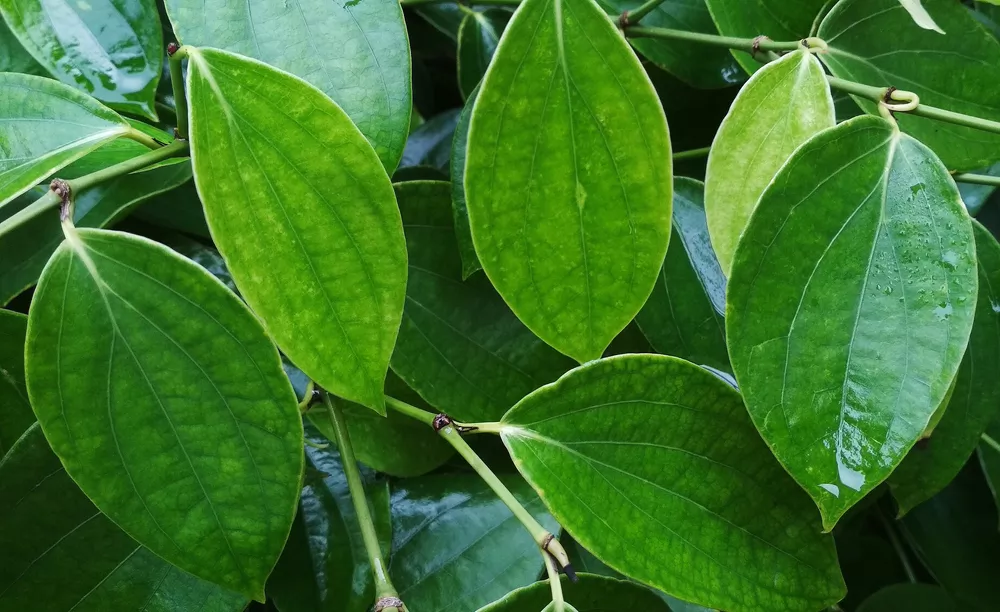 Photographie de Betel