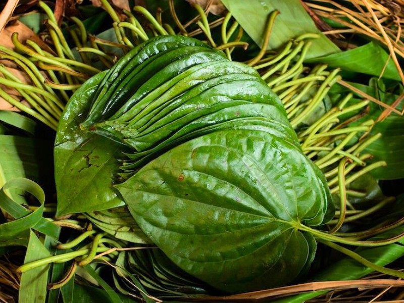 Photographie de Betel