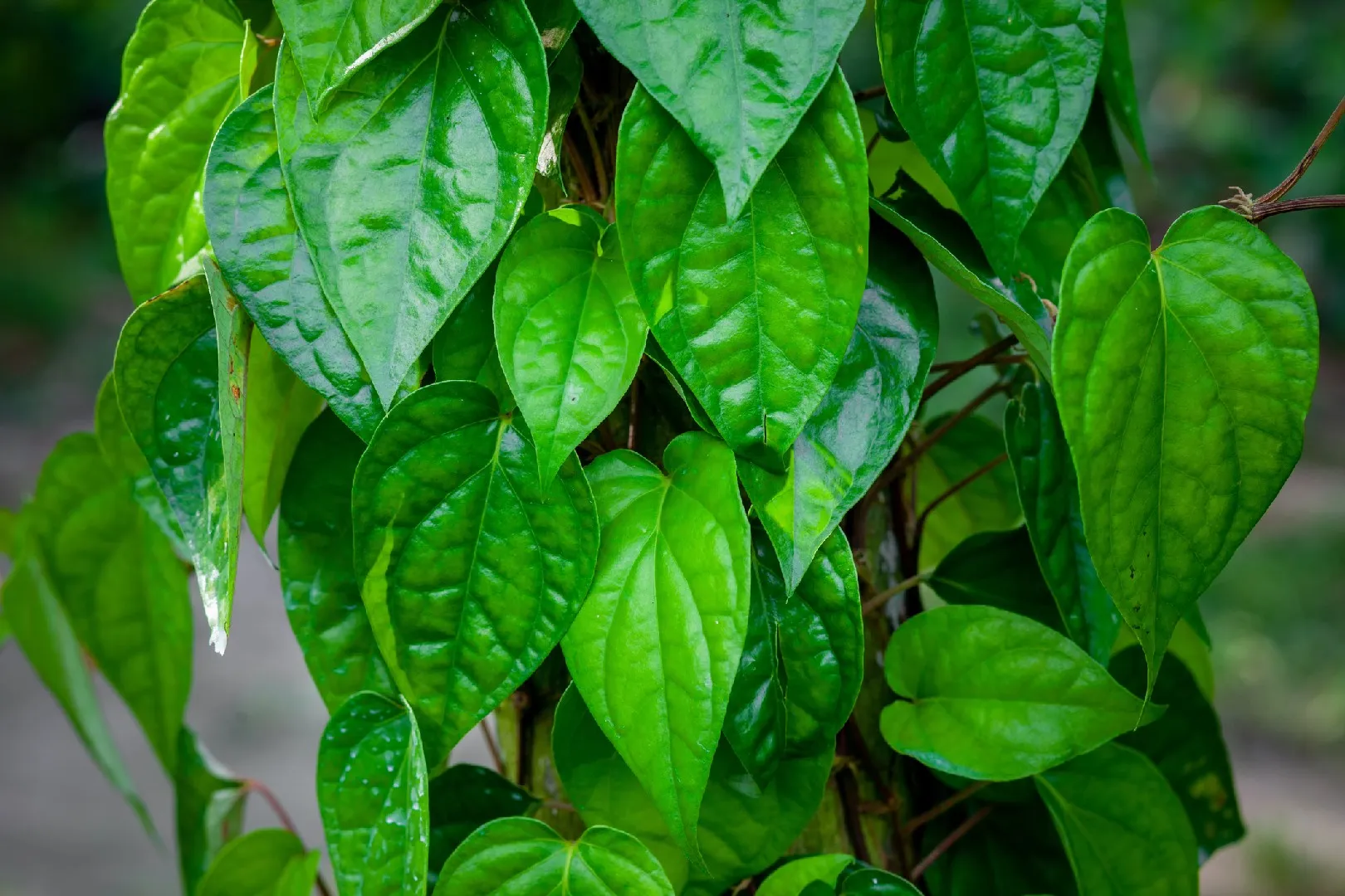Photographie de Betel