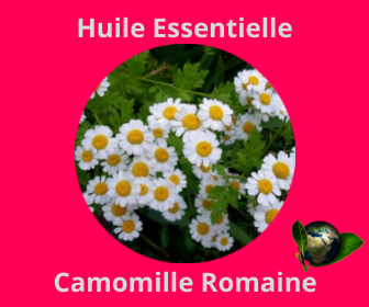 Camomille Romaine HE