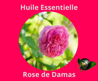 Rose de Damas HE