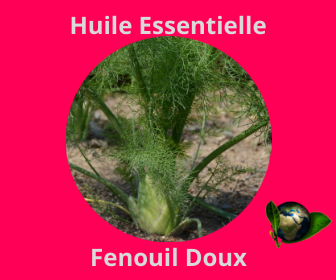 Fenouil Doux HE