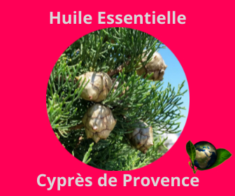 Cyprès de Provence HE
