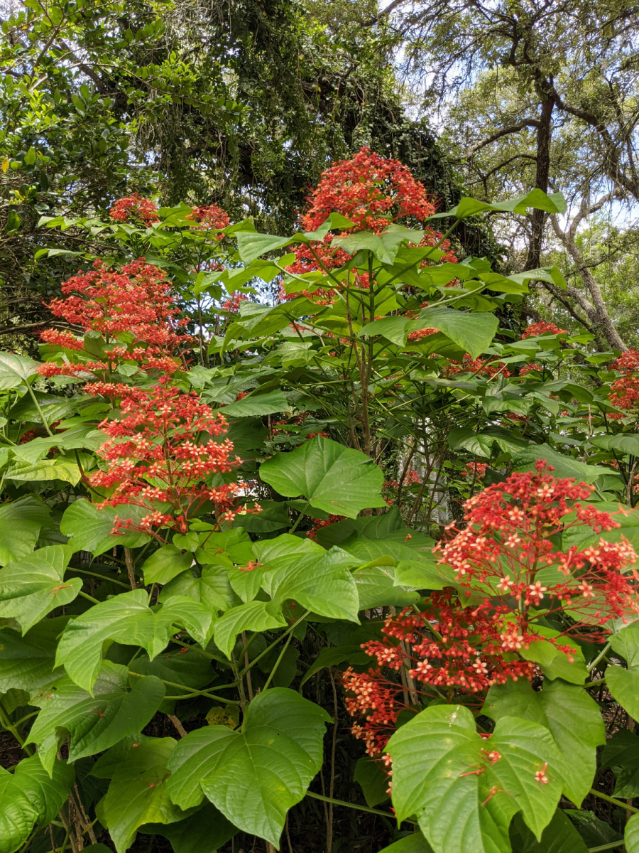 Photographie de Fleur de Pagode