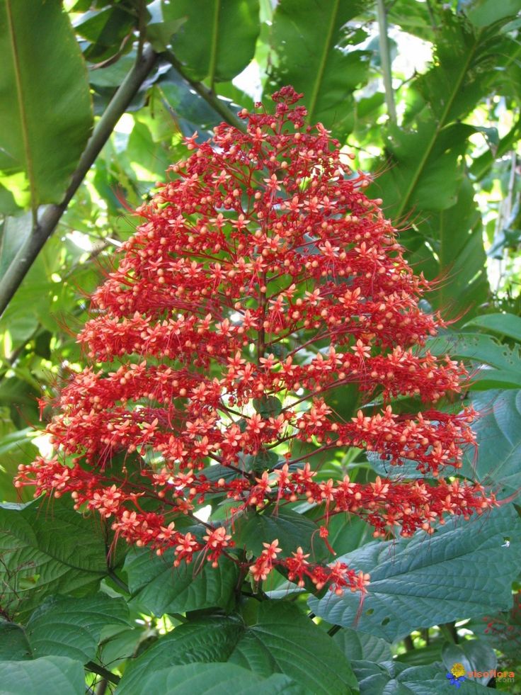 Photographie de Fleur de Pagode