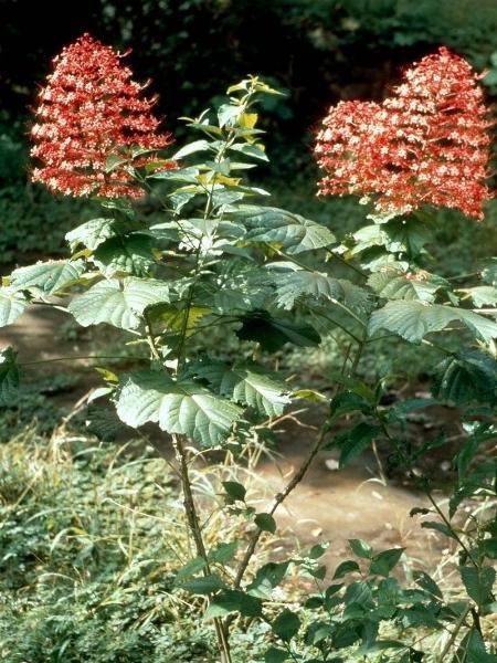 Photographie de Fleur de Pagode