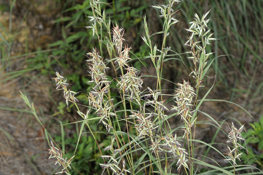 Photographie de Verveine des Indes